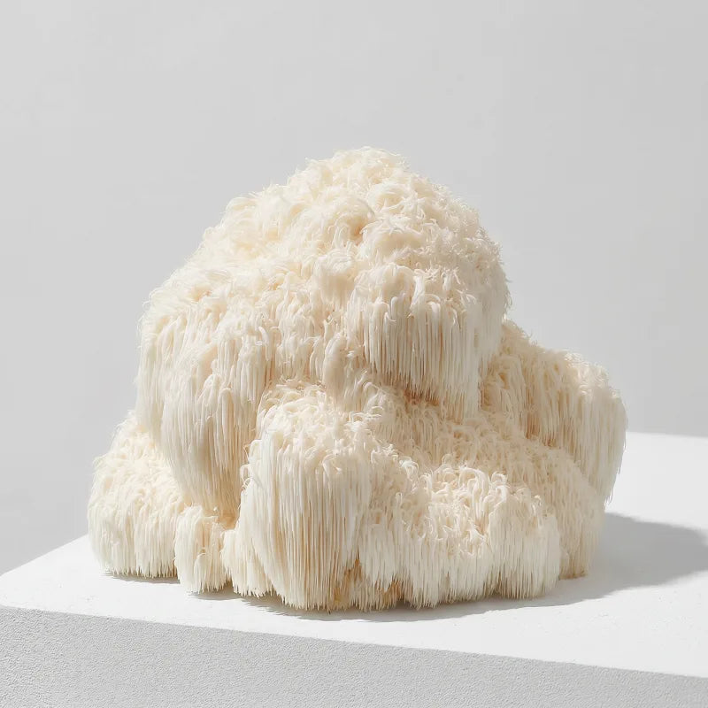 Lion's Mane mushroom, studio close-up