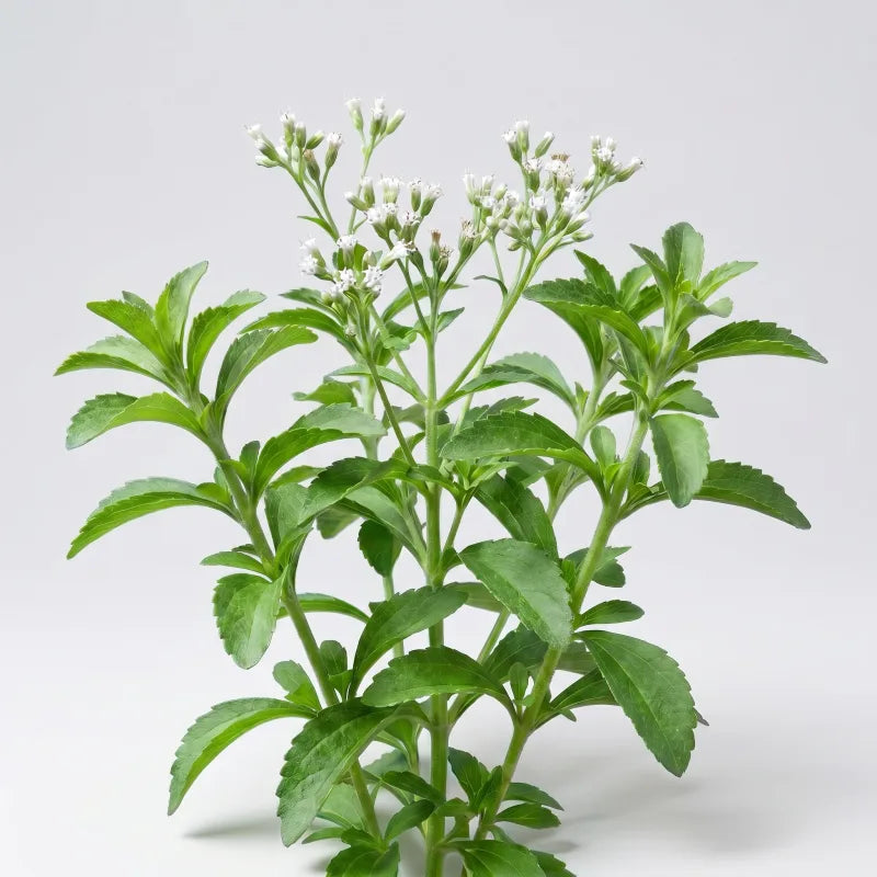 Stevia leaf, natural zero-sugar sweetener, studio close-up