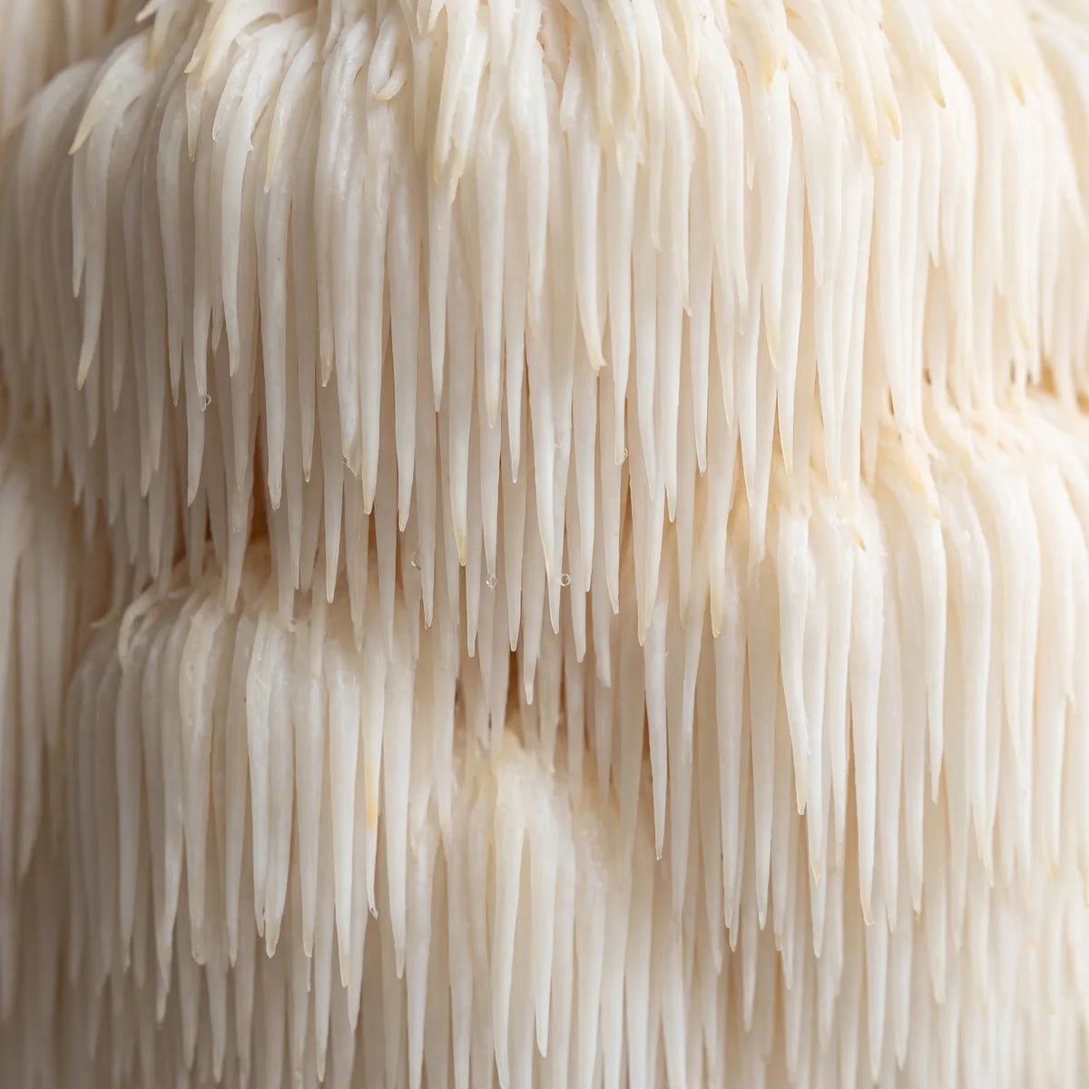 Lion's Mane up close, the white cascading spines of the fruiting body