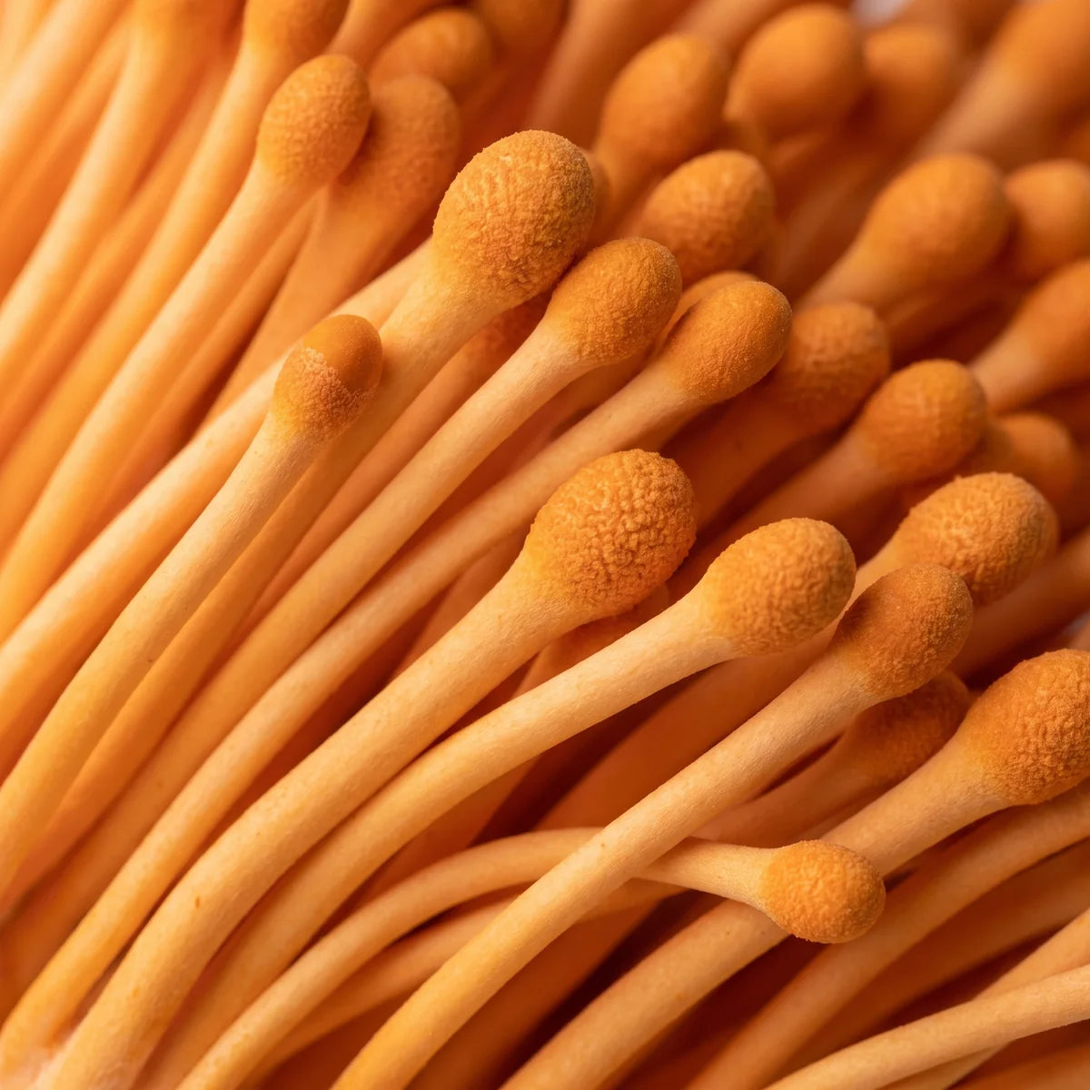 Fresh cordyceps up close, bright orange club-shaped fruiting bodies running on the diagonal