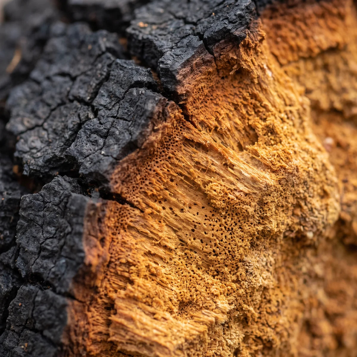 Chaga broken open, the black cracked crust beside the rust-orange core
