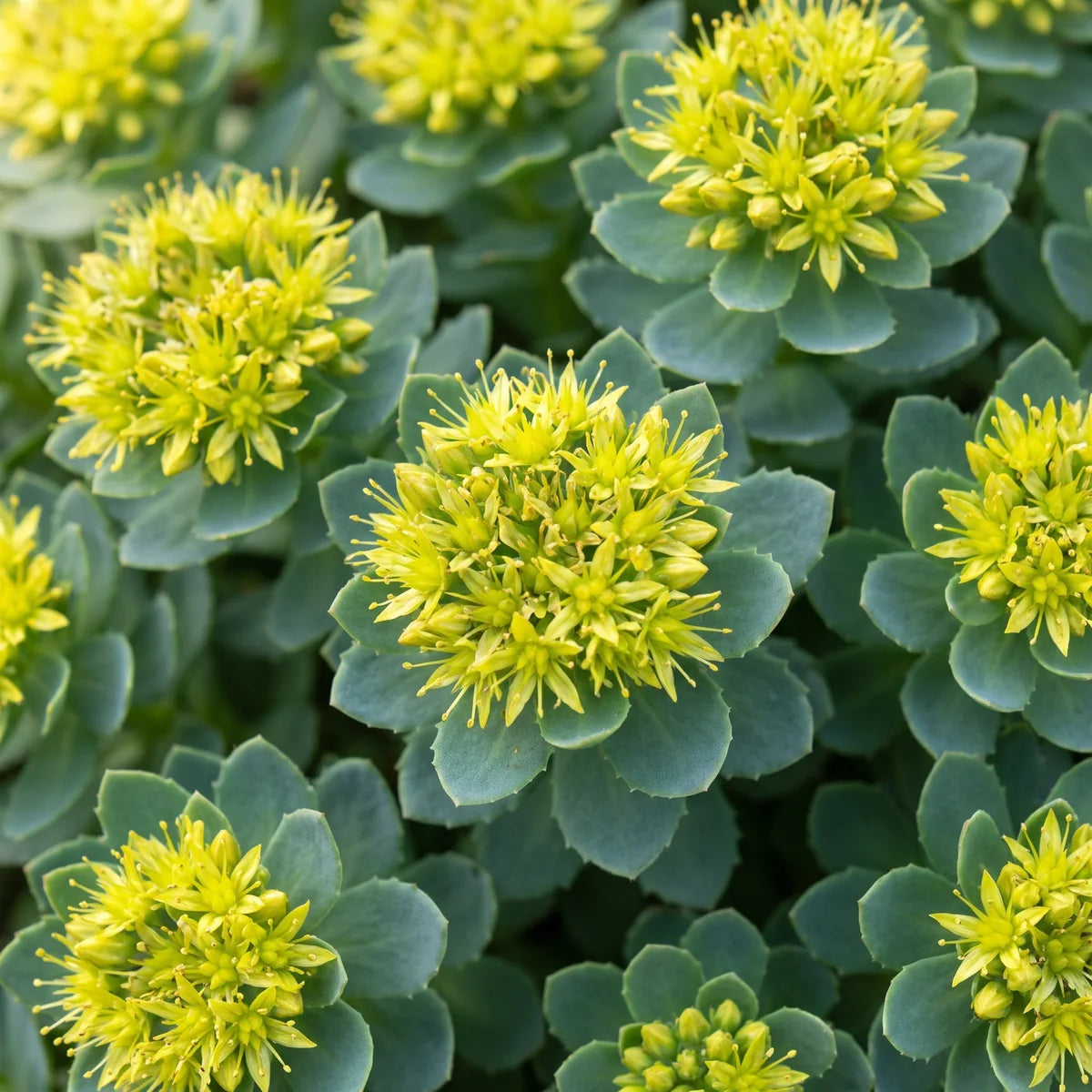 Rhodiola rosea in flower, yellow-green flower heads among blue-green leaves