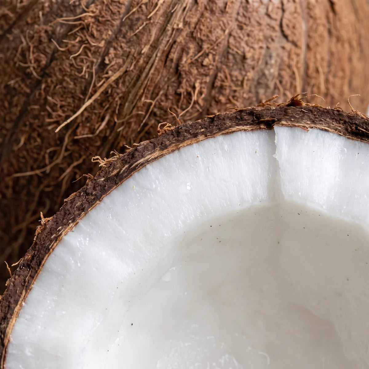 A fresh coconut split open, white flesh inside the brown fibrous shell, the source of MCT