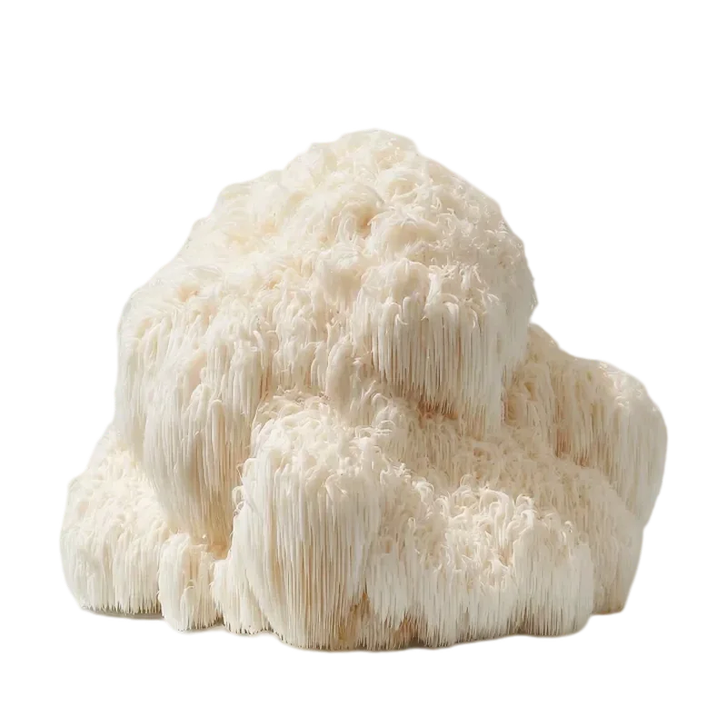 A whole Lion's Mane mushroom, a white shaggy mound of cascading spines