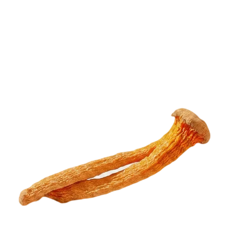 A whole dried cordyceps fruiting body, bright orange, lying on its side